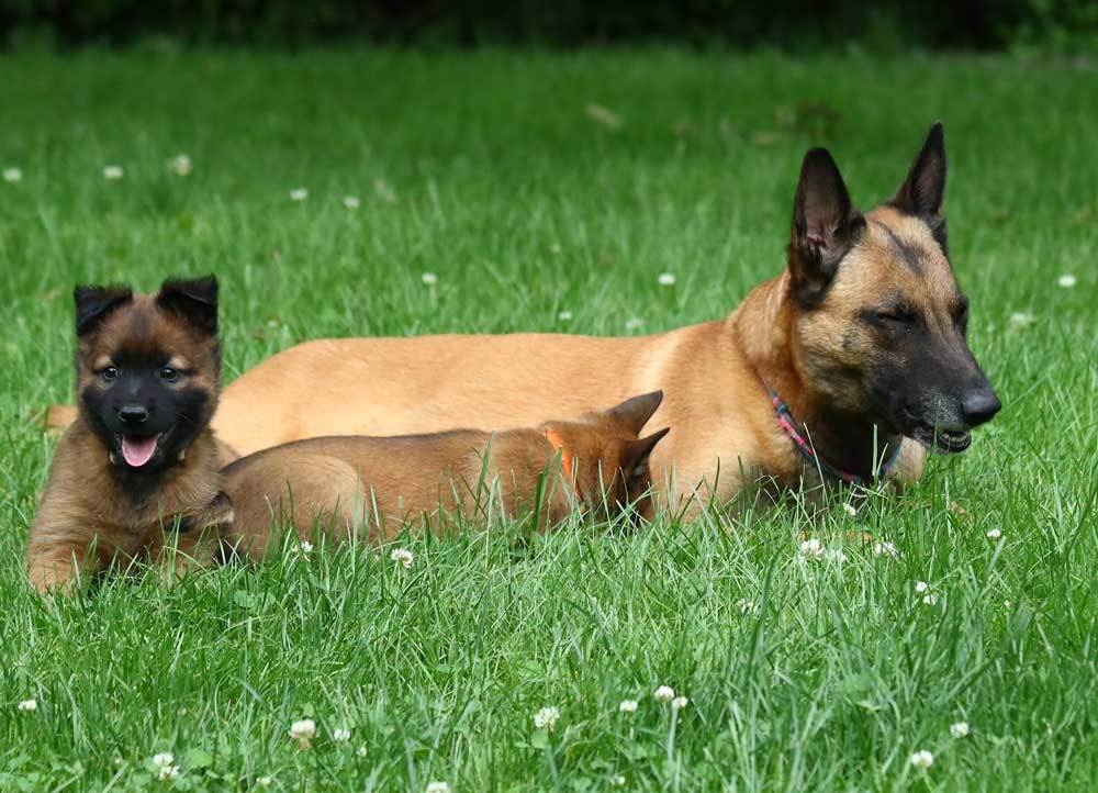 Studebaker's Malinois NWurf