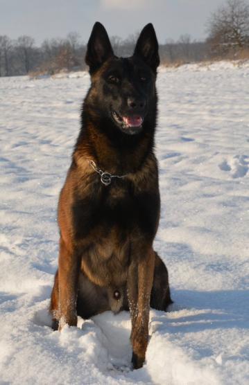 Studebaker's Malinois - Deckrüden