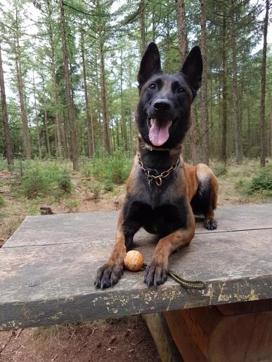 Mila im Hundewald